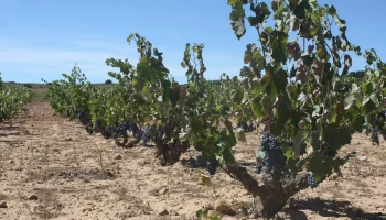 monastrell 1945 matamangos
